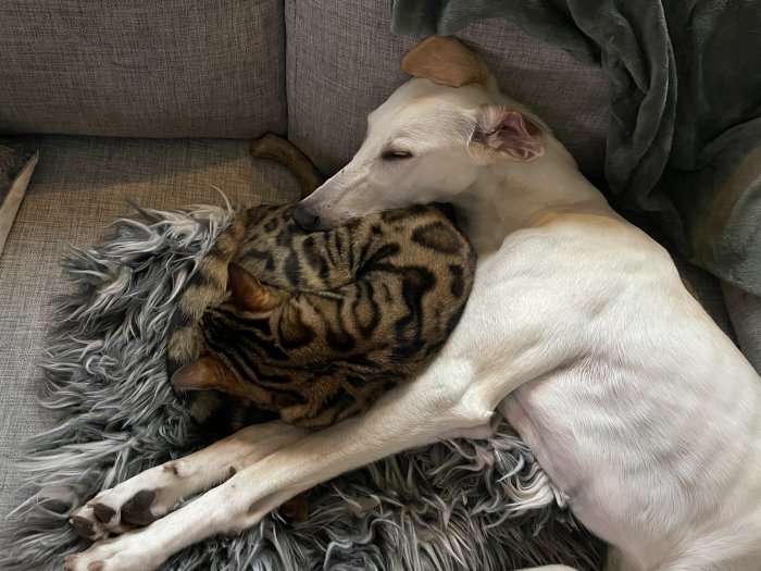 Hund och katt som sover tillsammans på en grå fluffig matta på soffan.