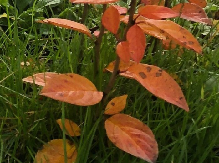 Närbild av 'Elata' slånaronia med rödorange blad mot en gräsbakgrund.