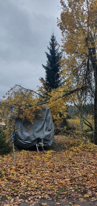 Täckt husvagn omgiven av höstlöv och grenar efter blåsväder.