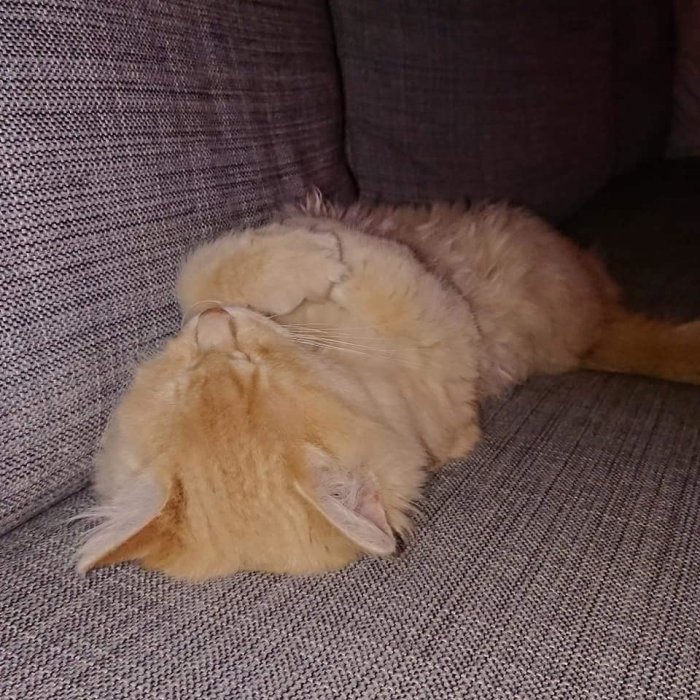 Fluffig orange katt ligger upp och ner på en grå soffa.