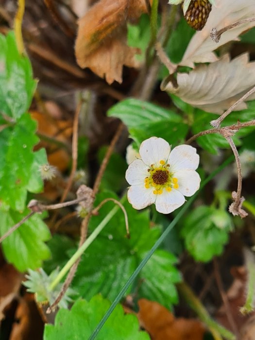 Enstaka smultronblomma mot en bakgrund av gröna blad och bruna löv.