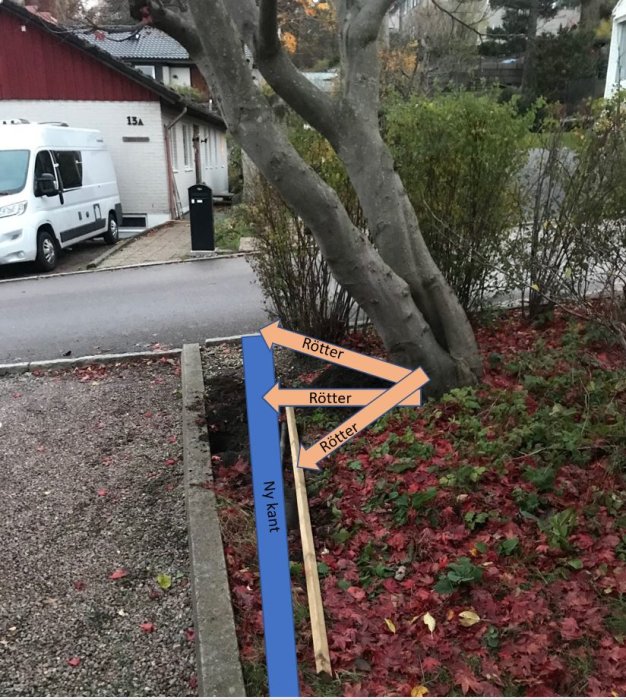 Grusuppfart med befintliga kantstenar och ett träd, markerad ny kantstenslinje med blå linje och synliga rötter.