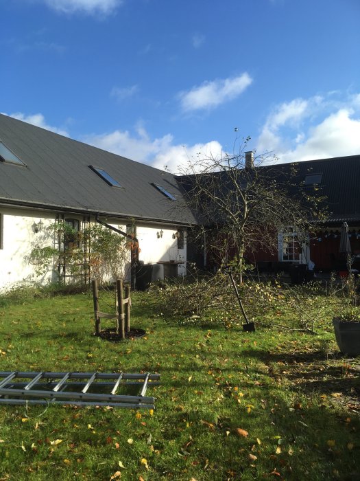 Beskuren äppelträd med avlägsnade grenar på en gräsmatta framför ett hus, i klarväder.
