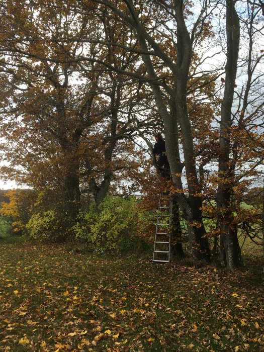 Person på stege som beskär träd i en trädgård med höstlöv på marken.
