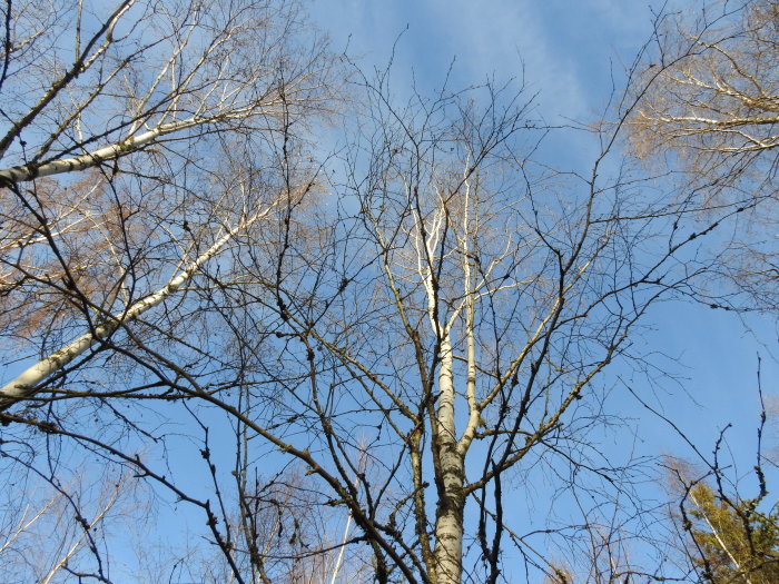 Björkträd mot en klarblå himmel utan lövverk.