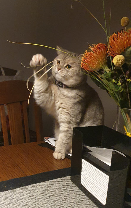 Söt kattunge sitter på bord och leker med blomma i vas.