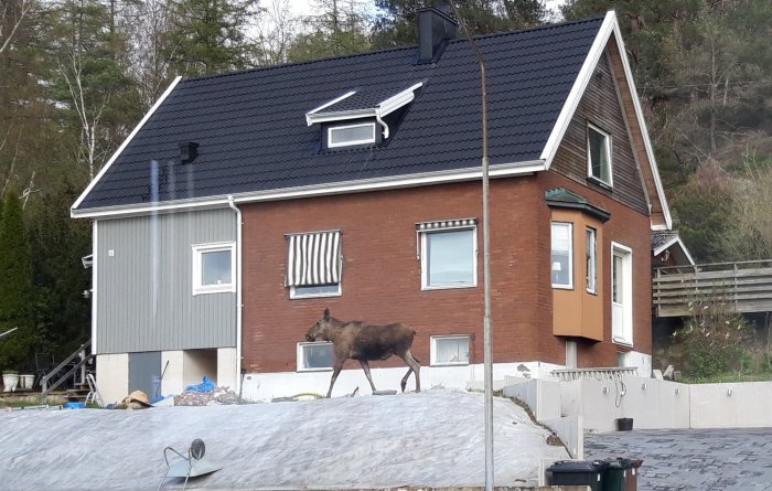 Ett hus med blandat tegel och stående panel och en älg som vandrar framför.