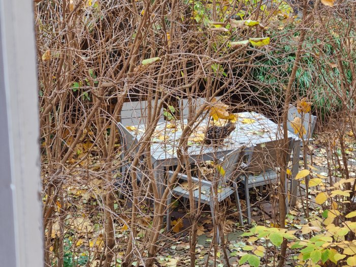 Katt sittande på ett bord omgivet av förgrenade buskar och höstlöv.