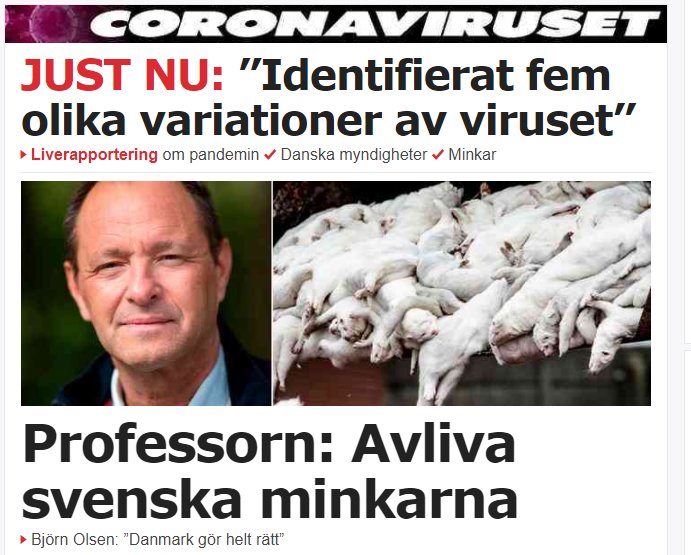 Artikel om coronaviruset med professor och bild på avlivade minkar.