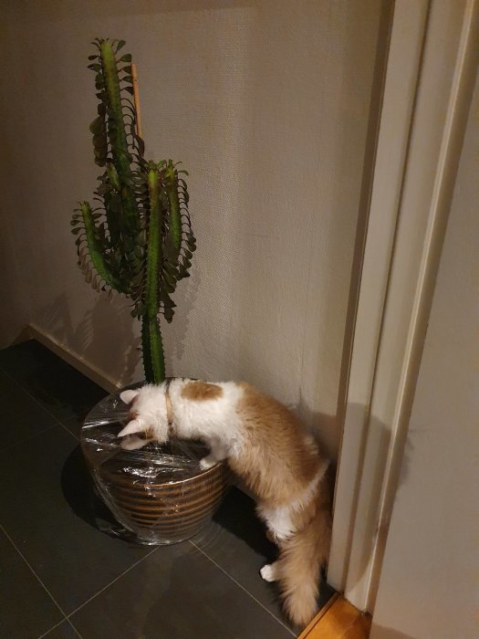 Katt böjd över en inslagen blomkruka bredvid en stor kaktus inomhus.