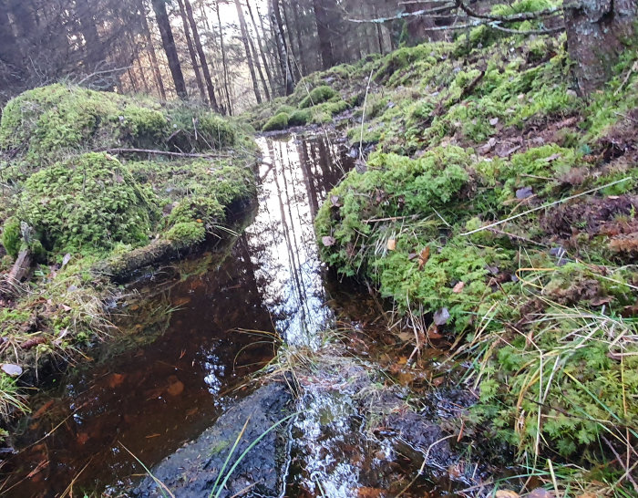 Mossbeklädd skogsbäck i Kolmården med spegling av träd i vattnet.