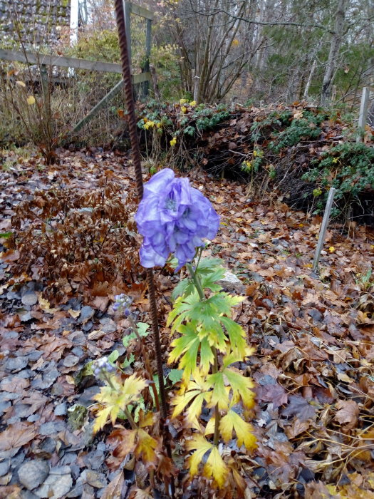 Blommande stormhatt med lila blommor framför höstfärgad växtlighet och löv på marken.