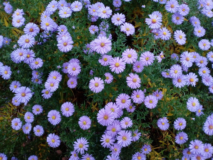 Lila och vita blommor av stormhatt samt höstaster i full blom omgiven av gröna blad.