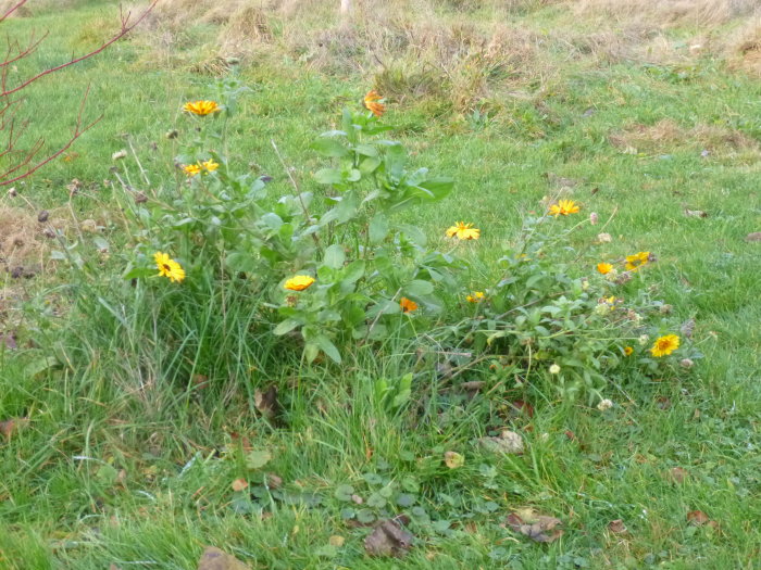 Ringblommor i blom på en grön gräsmatta under senhösten.