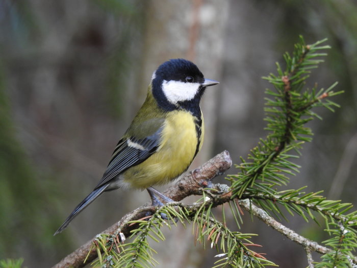 En talgoxe sitter på en gren bland barrträd, med fokus på dess färgstarka fjäderdräkt.