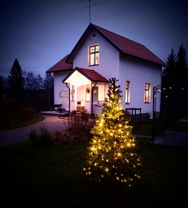 Gran med julbelysning i en trädgård framför ett vitmålat hus i skymningen.