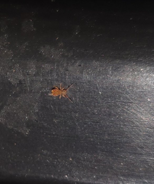 En brun insekt på en mörk yta, fråga om identifiering.