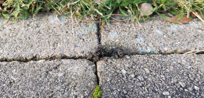 Liten jordhög mellan stenplattor på en gräsmatta, potentiellt skapat av underjordiska insekter.