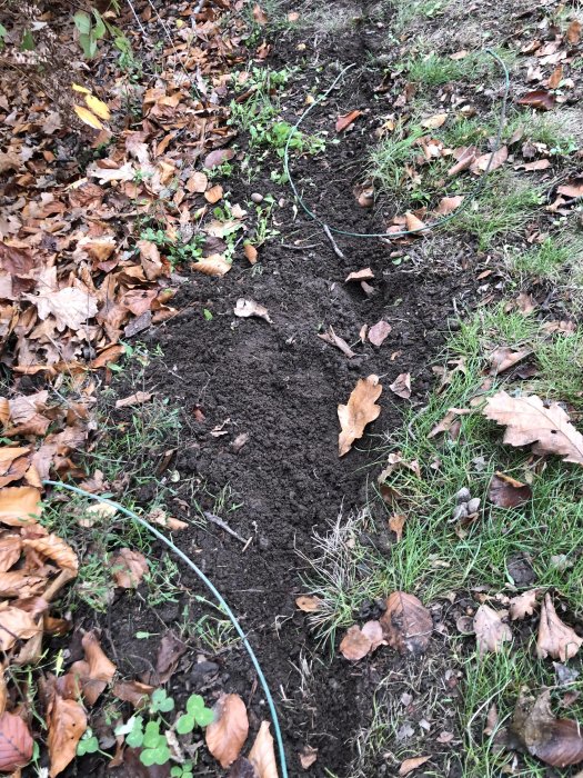 Ny lagd elkabel i en grävd fåra i jorden, uppgrävd och skadad på flera ställen bland höstlöv.
