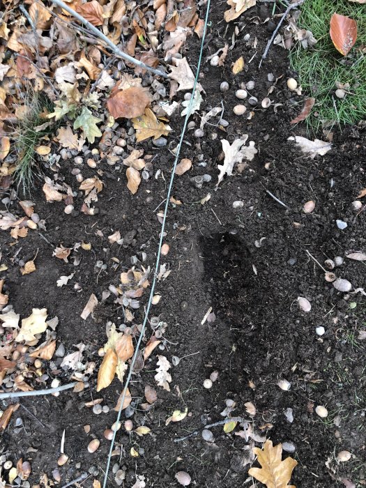 Ny nedgrävd kabel som blivit uppriven och avbiten, med löv och jord runtomkring.