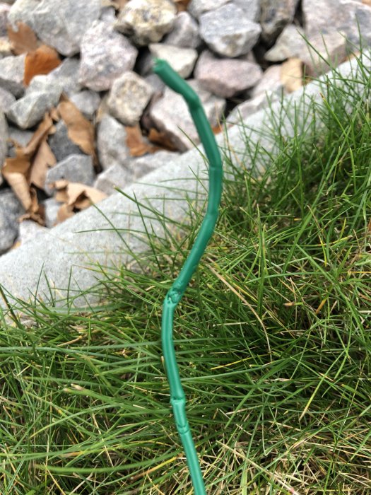 Grön kabel som sticker upp ur gräset med tecken på att ha blivit uppgrävd och avbiten.