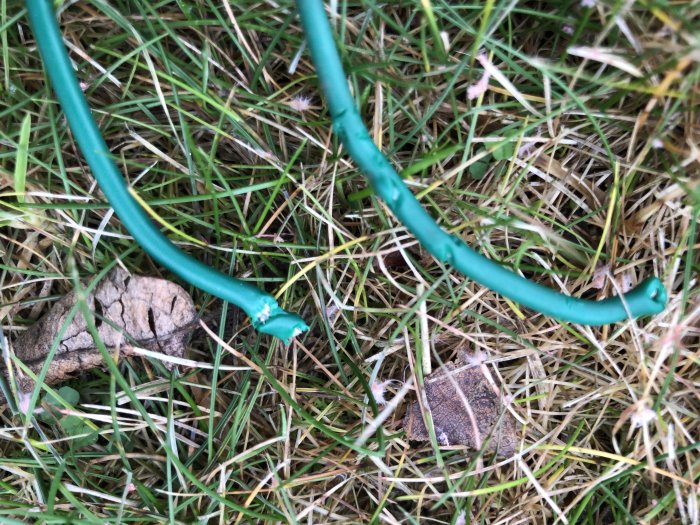 Grön kabel uppgrävd och avbiten på flera ställen bland gräs och löv.