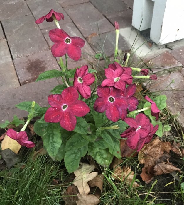 Självsådd tobaksblomma med röda blommor och gröna blad, mot bakgrund av gräs och stenplattor.