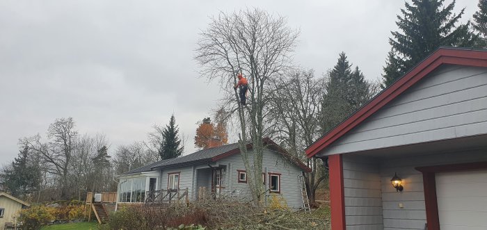 Trädfällare i arbete med att fälla en stor rönn vid ett enfamiljshus, grenar på marken.