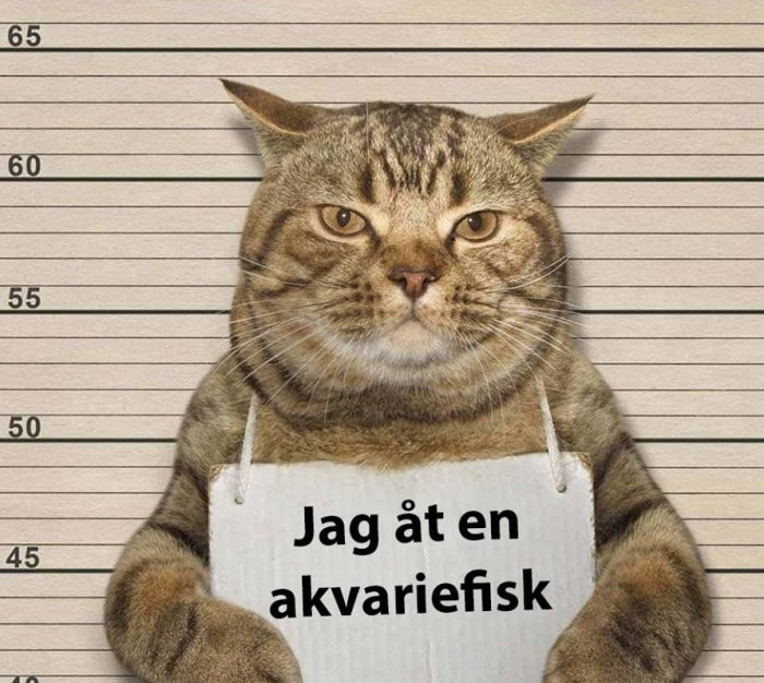 Katt fotograferad framför höjdmärken, påhängd ett skylt med texten "Jag åt en akvariefisk".