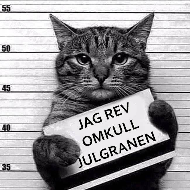 Katt håller ett skylt med texten "JAG REV OMKULL JULGRANEN" framför en höjdmätare.