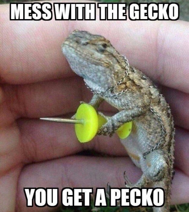 Geckoödla med pålimmad leksakshammare i handen poserar framför kamera med humoristisk text.