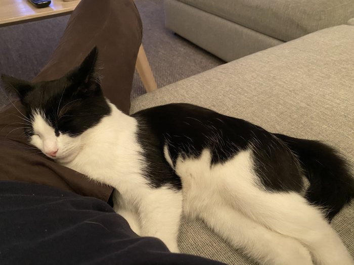 Svartvit katt som sover på en person i en soffa, skymtar personens ben.