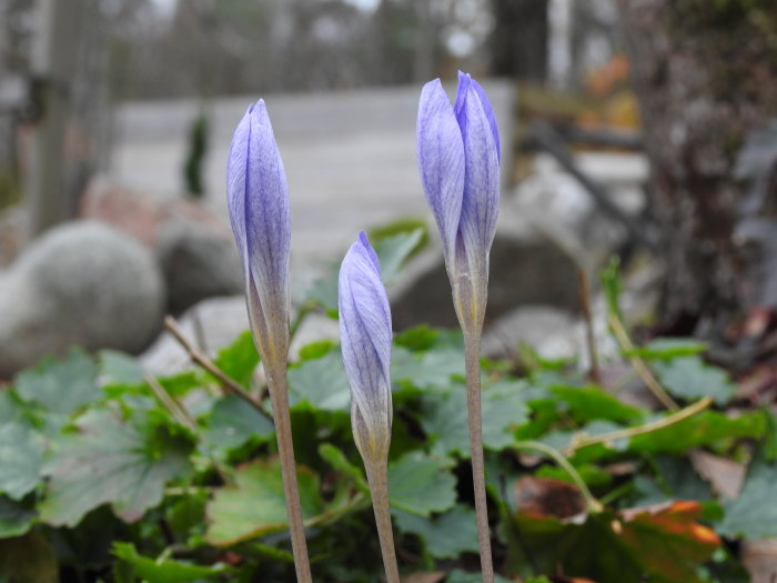 Tre höstkrokusar, Crocus speciosus, i knopp mot suddig bakgrund.