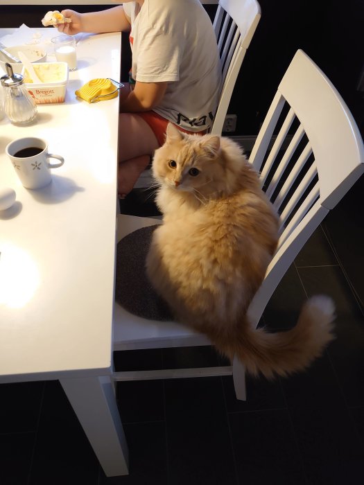 Fluffig orange katt sitter på en vit stol vid matbordet, tittar uppåt, nära bordet med smör och frukost.