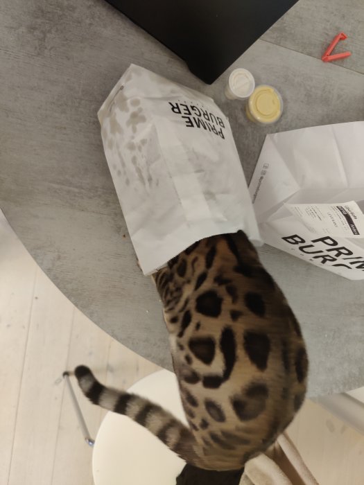 Katt med leopardmönster sticker huvudet i en tom papperskasse på bord.