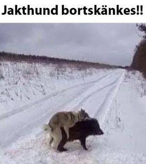 Hund och vildsvin på en snötäckt väg, hunden ter sig nära vildsvinet, humoristisk text om bortskänkes.