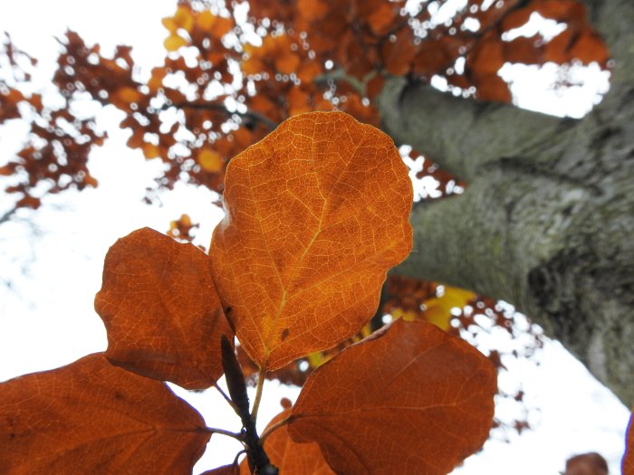 Orange löv på Fagus sylvatica 'Rotundifolia' sedda nerifrån mot en grå himmel.