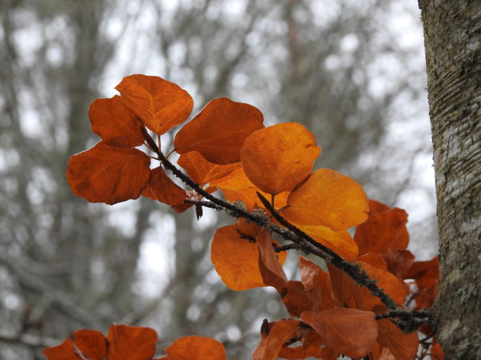 Orange löv på en gren av Fagus sylvatica 'Rotundifolia' emot en suddig grå bakgrund som representerar hösten.