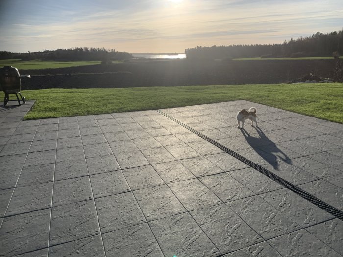 En hund på en stenlagd uteplats med en nylagd gräsmatta och landskap i bakgrunden i solnedgång.