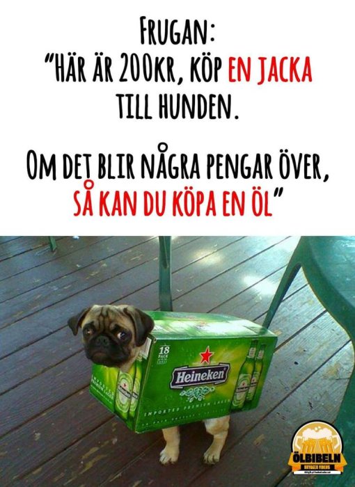 Hund med Heineken-ölkartong som jacka, humoristisk bildtext om att köpa öl.