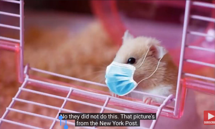 Hamster med kirurgisk mask i en bur illustrerar studie om maskers effekt mot virus.