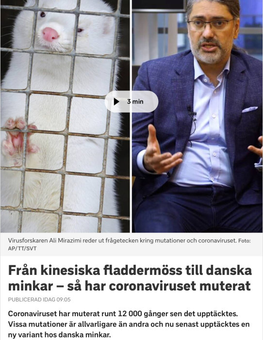 En mink tittar genom ett burgaller och en man gestikulerar medan han talar om coronavirusets mutationer.