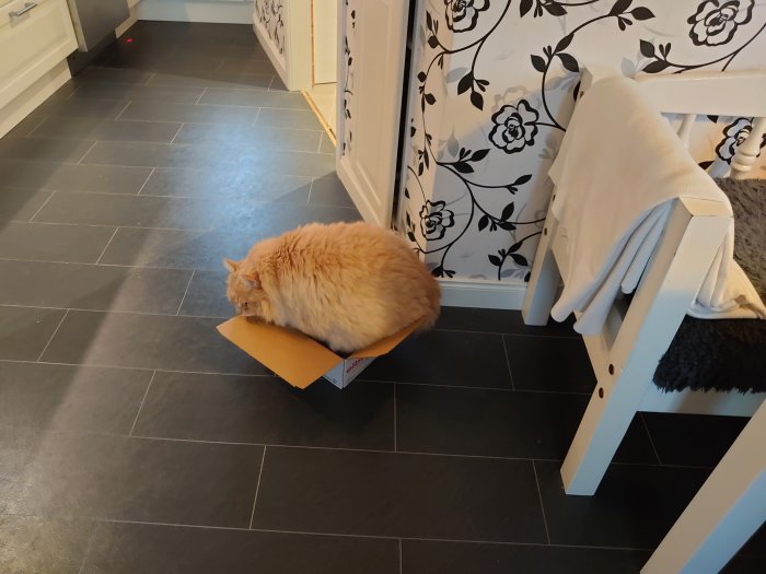 Orange katt sitter på en liten öppen kartong på ett grått kakelgolv i ett kök.