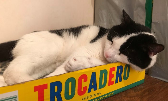 Svartvit katt som slappnar av i en liten Trocadero-låda.