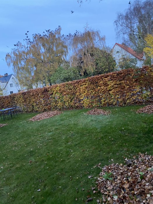 Häck omgiven av en gräsmatta med en hög med räfsade löv i förgrunden, hus och träd i bakgrunden.