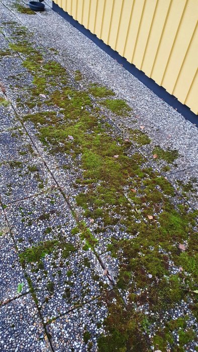Mossa som växer på äldre stenplattor nära en gul husvägg,visar behovet av rengöring utan högtryckstvätt.