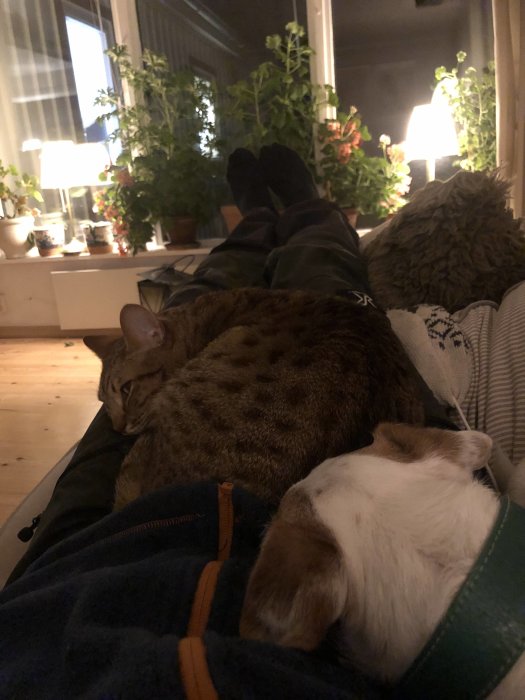 Avkopplande söndagsmys med en katt och hund sovande i någons knä framför fönster med växter och lampor.