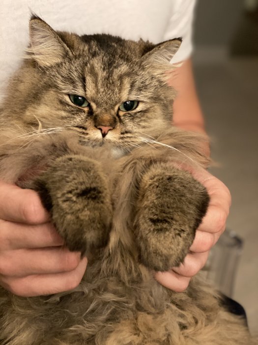 Fluffig gråbrun katt vid namn Doris hålls upp och visar upp sina tassar.