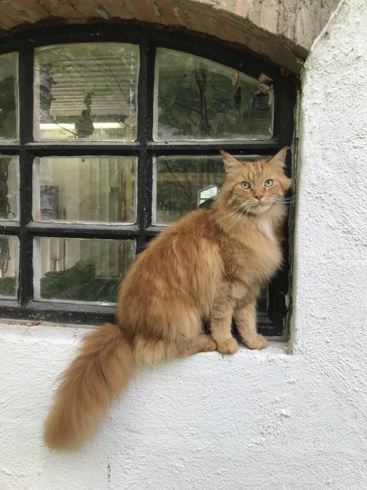 Rödbrun långhårig katt som sitter vid ett fönster med blyinfattade rutor.