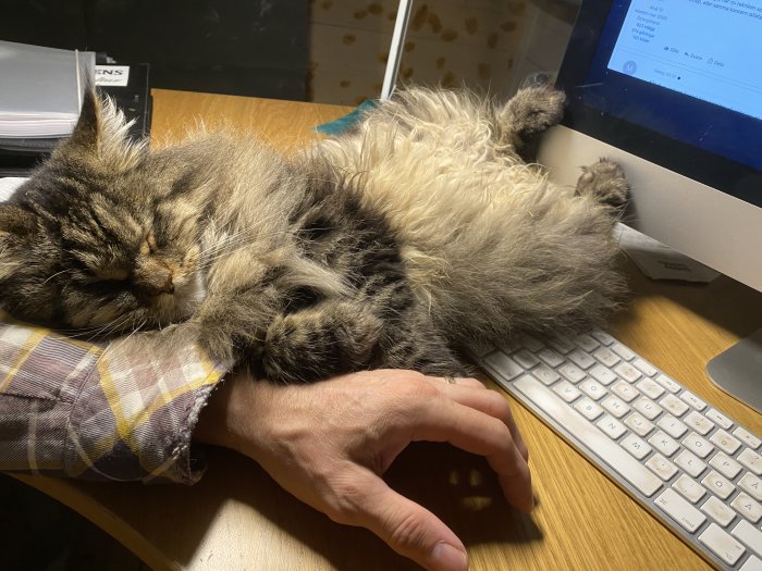 Långpälsad katt sover på en persons arm framför ett dator och tangentbord.